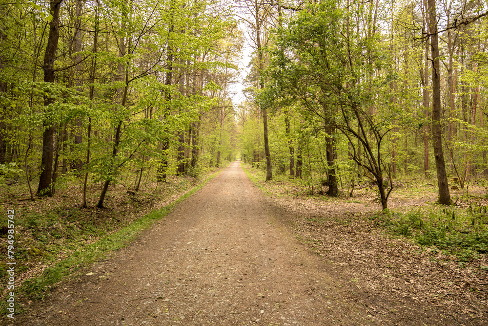 Waldweg Waldweg