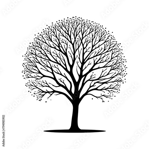  Sycamore Tree Vector silhouette- Portraying the Graceful Presence of Sycamore Tree- Illustration of Sycamore Tree- Sycamore tree portrait.
