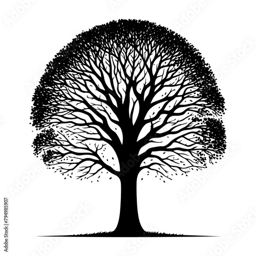  Sycamore Tree Vector silhouette- Portraying the Graceful Presence of Sycamore Tree- Illustration of Sycamore Tree- Sycamore tree portrait.