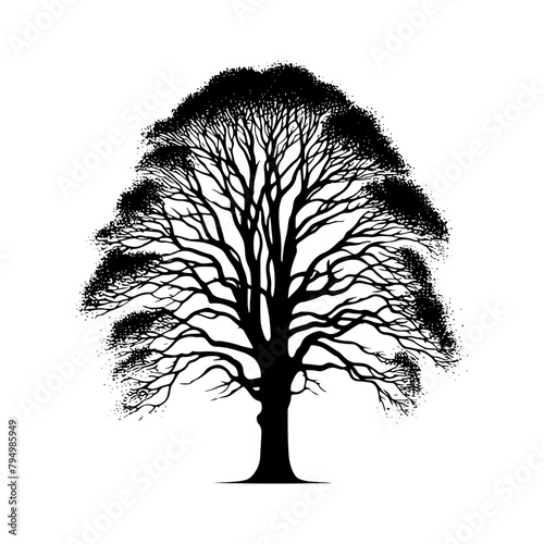  Sycamore Tree Vector silhouette- Portraying the Graceful Presence of Sycamore Tree- Illustration of Sycamore Tree- Sycamore tree portrait.
