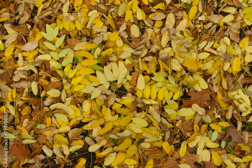 Bright yellow fallen leaves of Sophora japonica on the ground in November photo