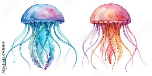Two Colorful jellyfish set. Watercolor illustration isolated on transparent background, Sea animals, Ocean inhabitants