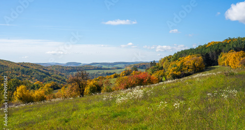 Sunny day in a natural landscape with trees and grass