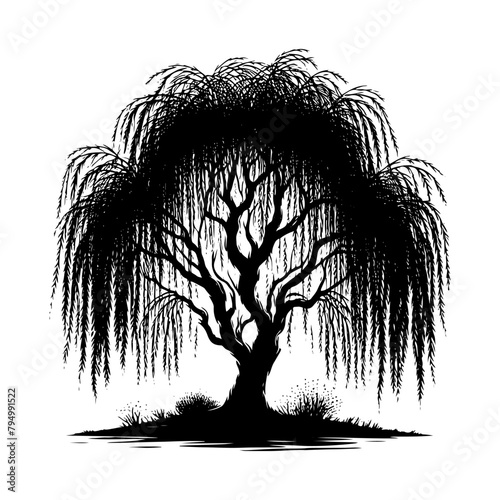 Willow Tree Vector Silhouette Evoking the Serene Beauty of Nature's Graceful Tree- Willow Tree Illustration.