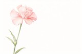 A single pink carnation flower on a white background, painted in watercolors.
