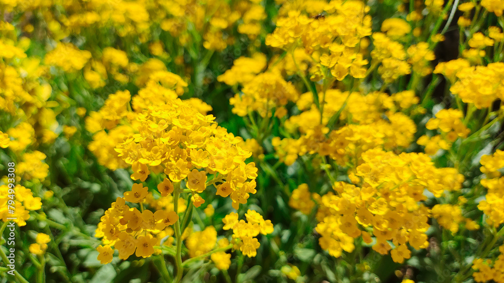 bush of yellow flowers. yellow grass. many small yellow flowers. spring nature. summer flowers. bush of yellow flowers. yellow grass. many small yellow flowers. spring nature. summer flowers.