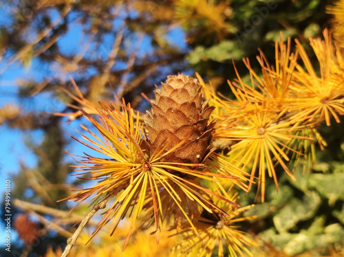 European larch tree in golden autumn color