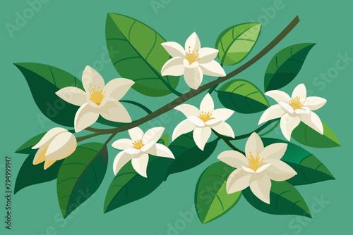 Fragrant jasmine blossoms on a vine