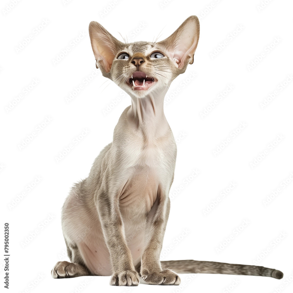 Sphynx cat isolated on transparent background