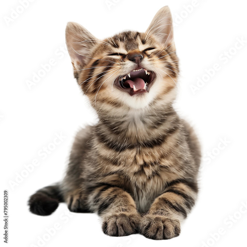 happy cat isolated on transparent background