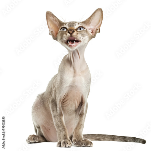 Sphynx cat isolated on transparent background