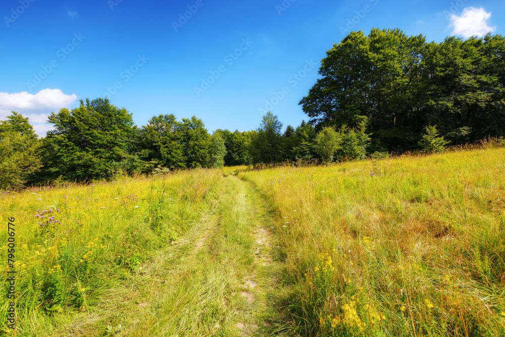 country road through the grassy meadow with herbs. primeval carpathian beech forest in the distance. wonderful journey in to the wilderness. warm sunny day in summer