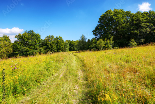 country road through the grassy meadow with herbs. primeval carpathian beech forest in the distance. wonderful journey in to the wilderness. warm sunny day in summer