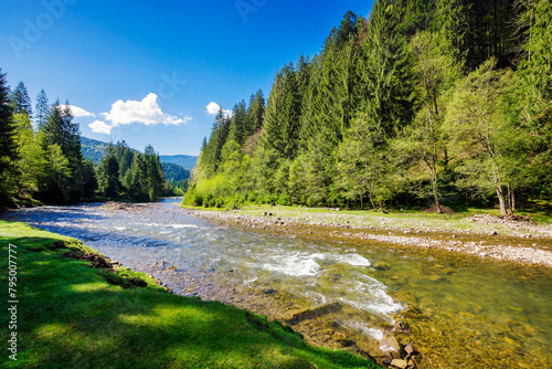 landscape with river among forested hills in spring on an sunny morning. water steam winding among grassy shores. mountainous countryside scenery in the rural valley of synevyr national park ukraine