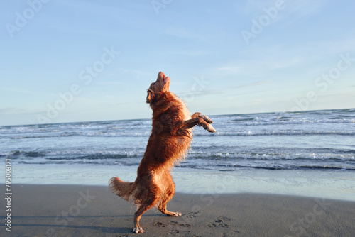 A Nova Scotia Duck Tolling Retriever stands on hind legs, excitedly facing the ocean