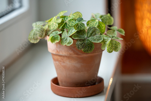 Oxalis corymbosa Martiana aureo-reticulata in terracotta pot, tender woodsorrel plant with green leaves on windowsill at home. Decorative houseplant in interior of house. Indoor garden concept photo