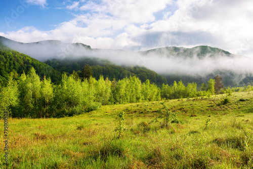 mountainous landscape with green meadow on a foggy morning. countryside scenery with forested hills in clouds. summy weather in spring