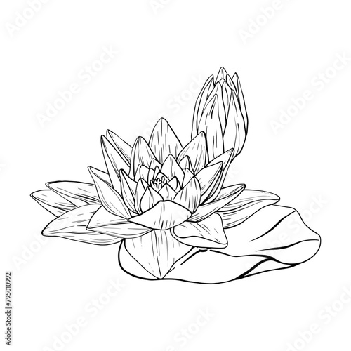 Buds Lotus and leaves in line art style. Black outline vector Illustration tropical Water Lily and Leaves. Hand Drawn Sketch Flowers for invitations, print and design