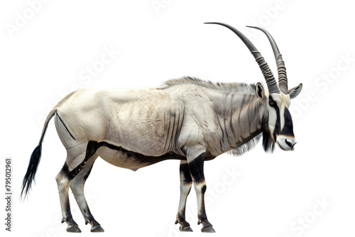 Oryx on a Transparent Background