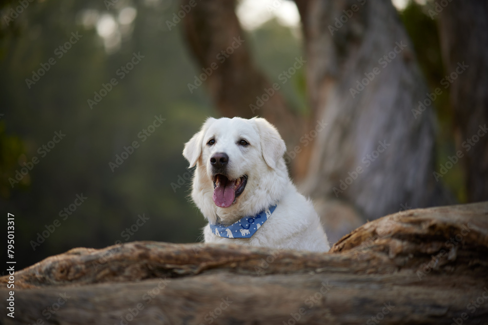 Obraz premium Dog in nature