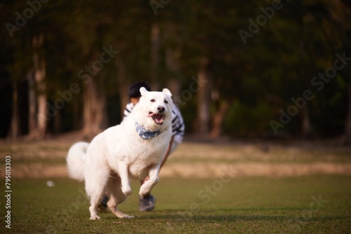 Dog in nature