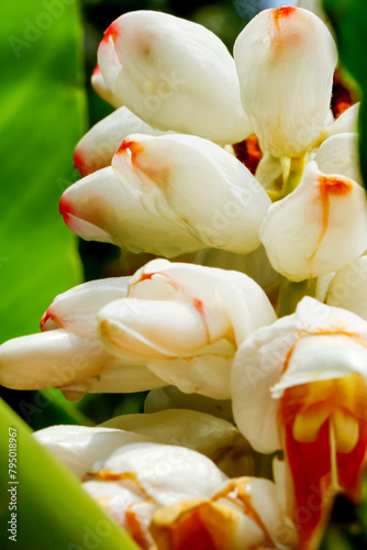A close-up captures the delicate petals and vibrant colors of Alpinia uraiensis. Wulai District, New Taipei City, Taiwan photo