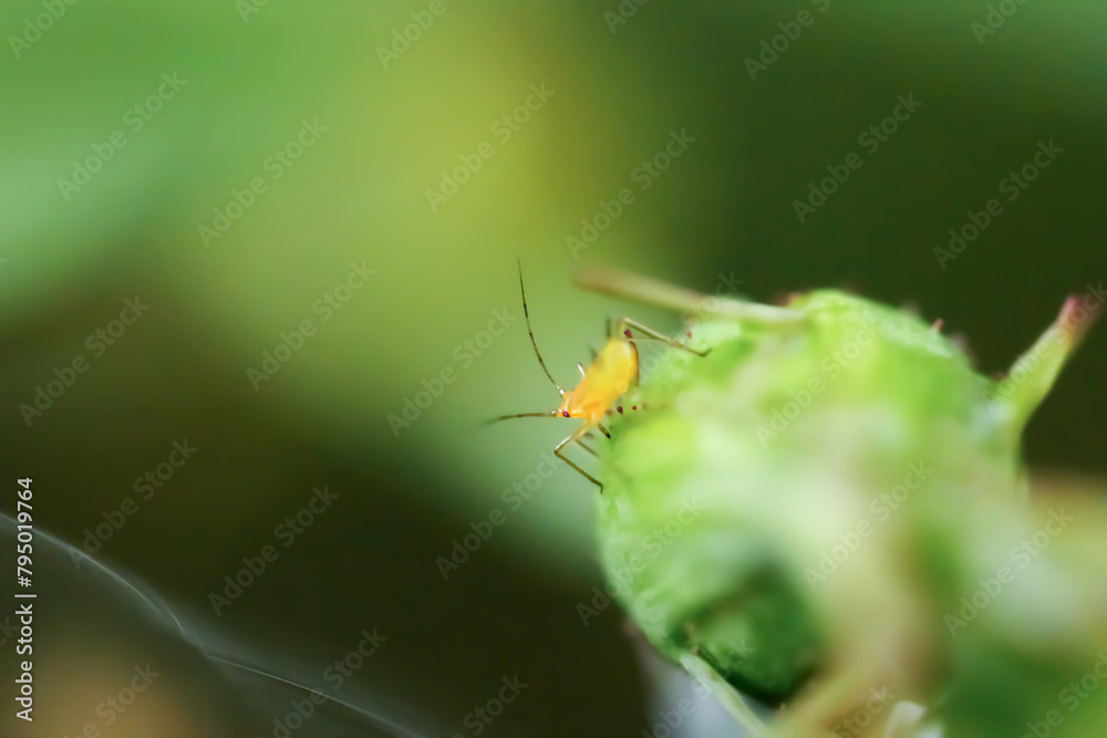 A bright yellow Katydid Nymph stands out against the lush green backdrop, showcasing nature's beauty. Wulai District, New Taipei City. A bright yellow Katydid Nymph stands out against the lush green backdrop, showcasing nature's beauty. Wulai District, New Taipei City.