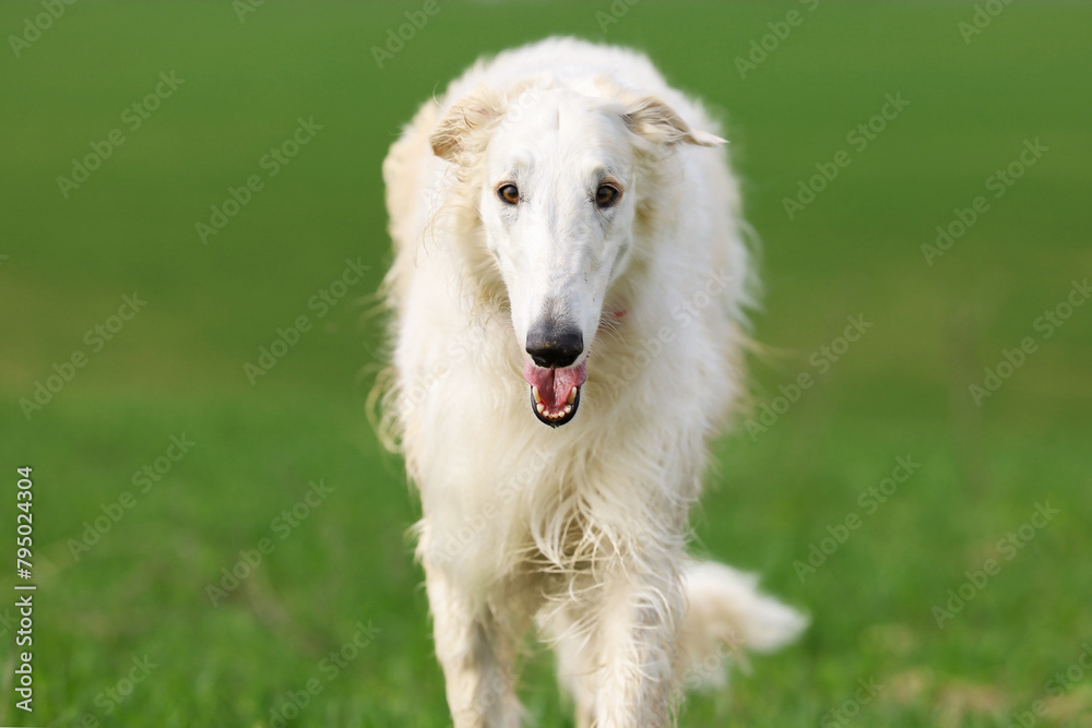 Fototapeta premium A white Russian greyhound runs across a field with green grass while walking outside the city.