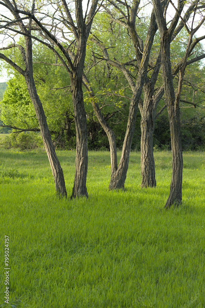 a couple of trees in the grass in a forest clearing a couple of trees in the grass in a forest clearing