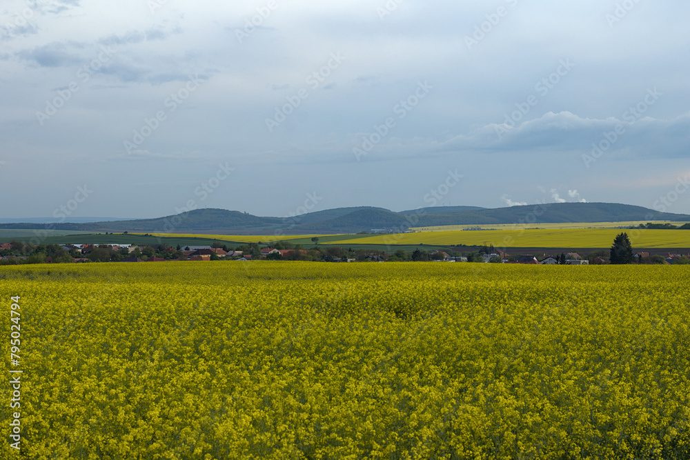 canola fields photographed during a cloudy day