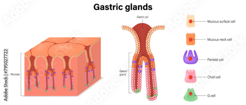 Gastric Glands vector. Structure of the stomach. Cells of digestive epithelium.