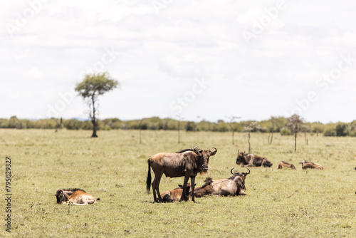 Photography group of wildebeest on the grass on safari in the Masai Mara in Kenya