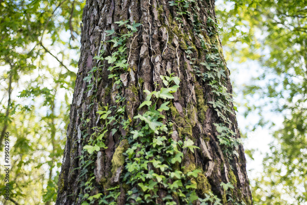 Planta trepadora en tronco de arbol grande Planta trepadora en tronco de arbol grande