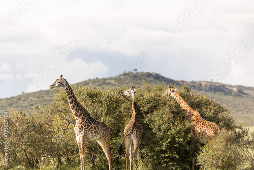 Photography group of 3 giraffe eating from a tree on safari in the Masai Mara in Kenya