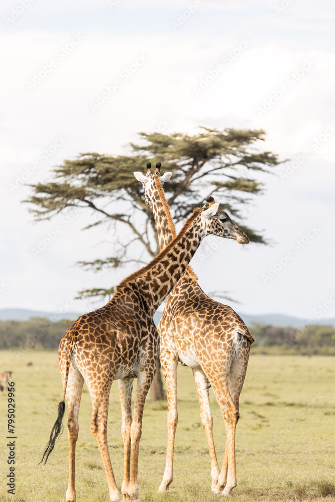 Fototapeta premium two giraffes eating acacia on safari in the Masai Mara in Kenya