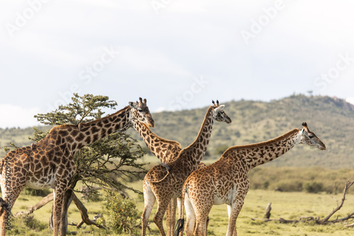 Fototapeta Naklejka Na Ścianę i Meble -  group of four giraffe looking for food on safari in the Masai Mara in Kenya