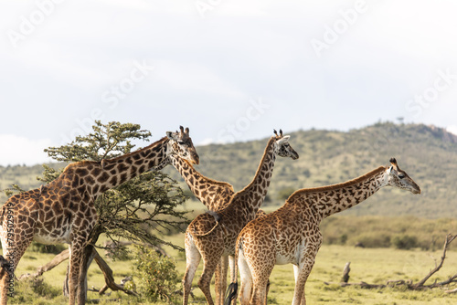 Photography group of four giraffe looking for food on safari in the Masai Mara in Kenya