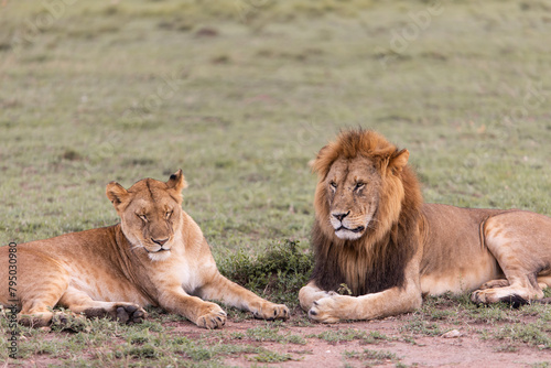 lion and lioness laying on the ground on safari in the Masai Mara in Kenya