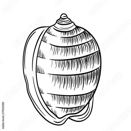Coquillage escargot style noir et blanc
