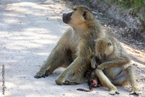 A family group of yellow baboons, Papio cynocephalus, in Amboseli National Park, Kenya. The mother is grooming a small baby.