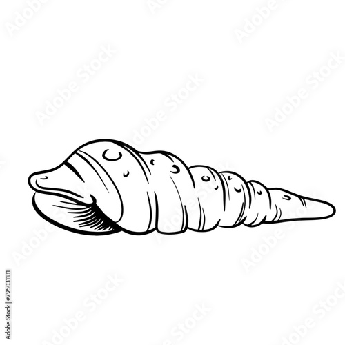 Coquillage escargot pointu style noir et blanc