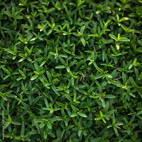 Flatlay macro of freshly cut mowed lush green grass lawn care service for landscape turf mowing backyard business campaign texture background outdoor daylight yard land field garden park above view