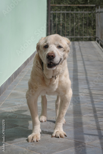 Senior Labrador retriever dog 14 years old in terrace of his house © Dmytro Surkov