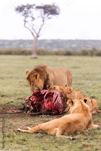 lion eating his bloody kill on safari in the Masai Mara in Kenya