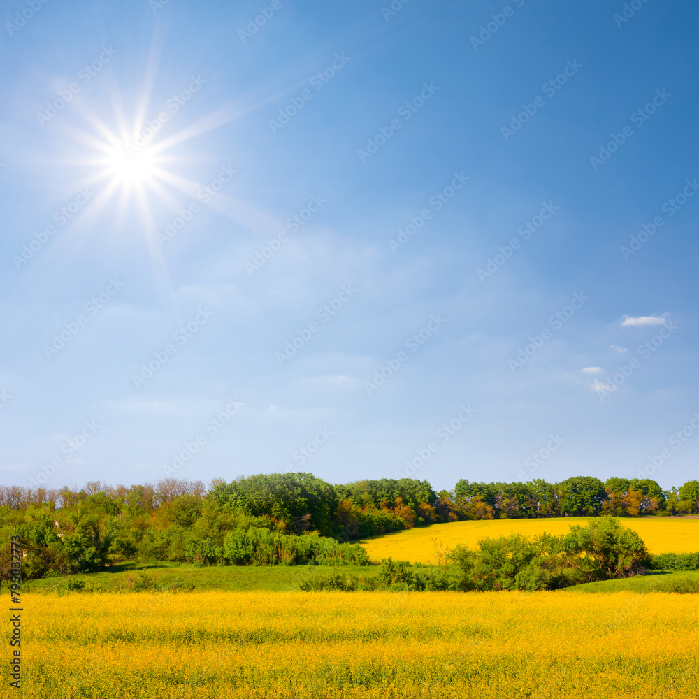 Obraz premium yellow rape field under a sparkle sun, spring rural landscape