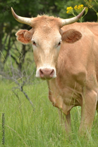 cow in a field