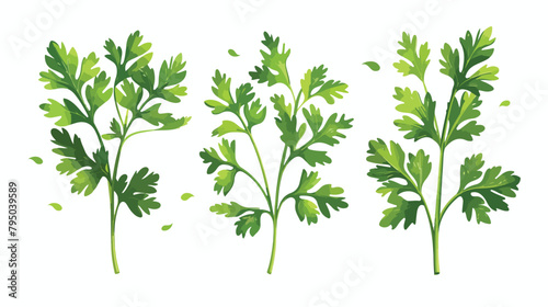 Fresh aromatic parsley on white background Vector illustration