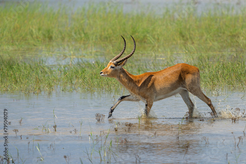 Lechwe, red lechwe, or southern lechwe (Kobus leche) jumping through the water of the Okanvanga floodplains in Mahango National Park in the Carivistrip of Namibia