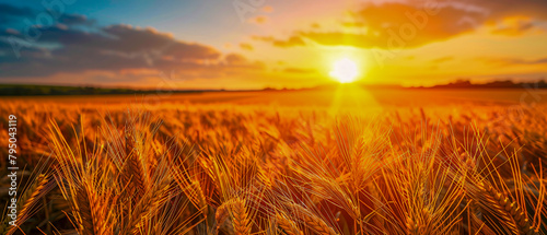 Sunset Over Wheat Field, Agricultural Landscape, Golden Hour Farming, Harvest Time Scenery