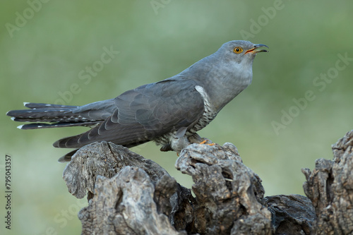 Common Cuckoo on his favorite watchtower with the last lights of a spring day in a Mediterranean forest © Jesus